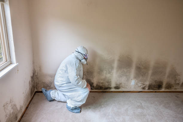 Best Local Mold Removal Service  in Elba, AL