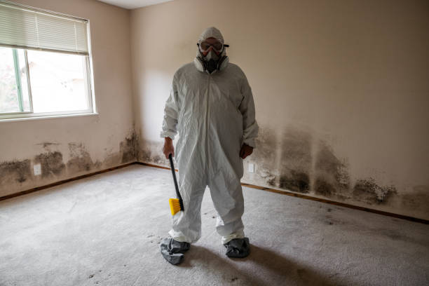 Mold Removal Process in Elba, AL