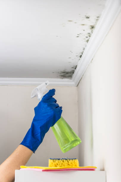 Best Black Mold Removal  in Elba, AL